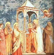 Giotto Scenes from the Life of the Virgin Spain oil painting artist