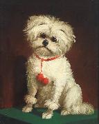 Anonymous Portrait of a Maltese dog painting
